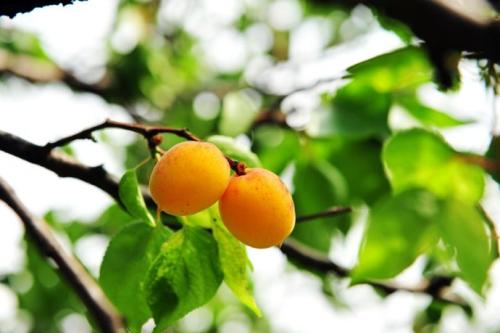 记住这5种水果不要给孩子吃，吃多容易过敏，甚至会致病(图1)