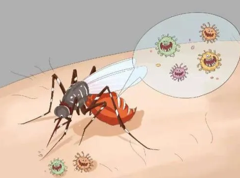 【防疫】蚊蝇会传播新冠病毒吗？生肉要不要洗？(图1)